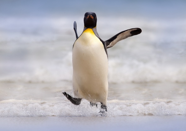 ペンギンが踊る夢