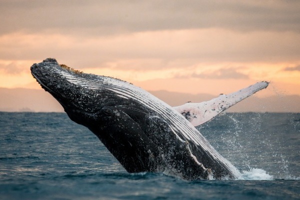 クジラの夢が持つ基本的な意味や暗示